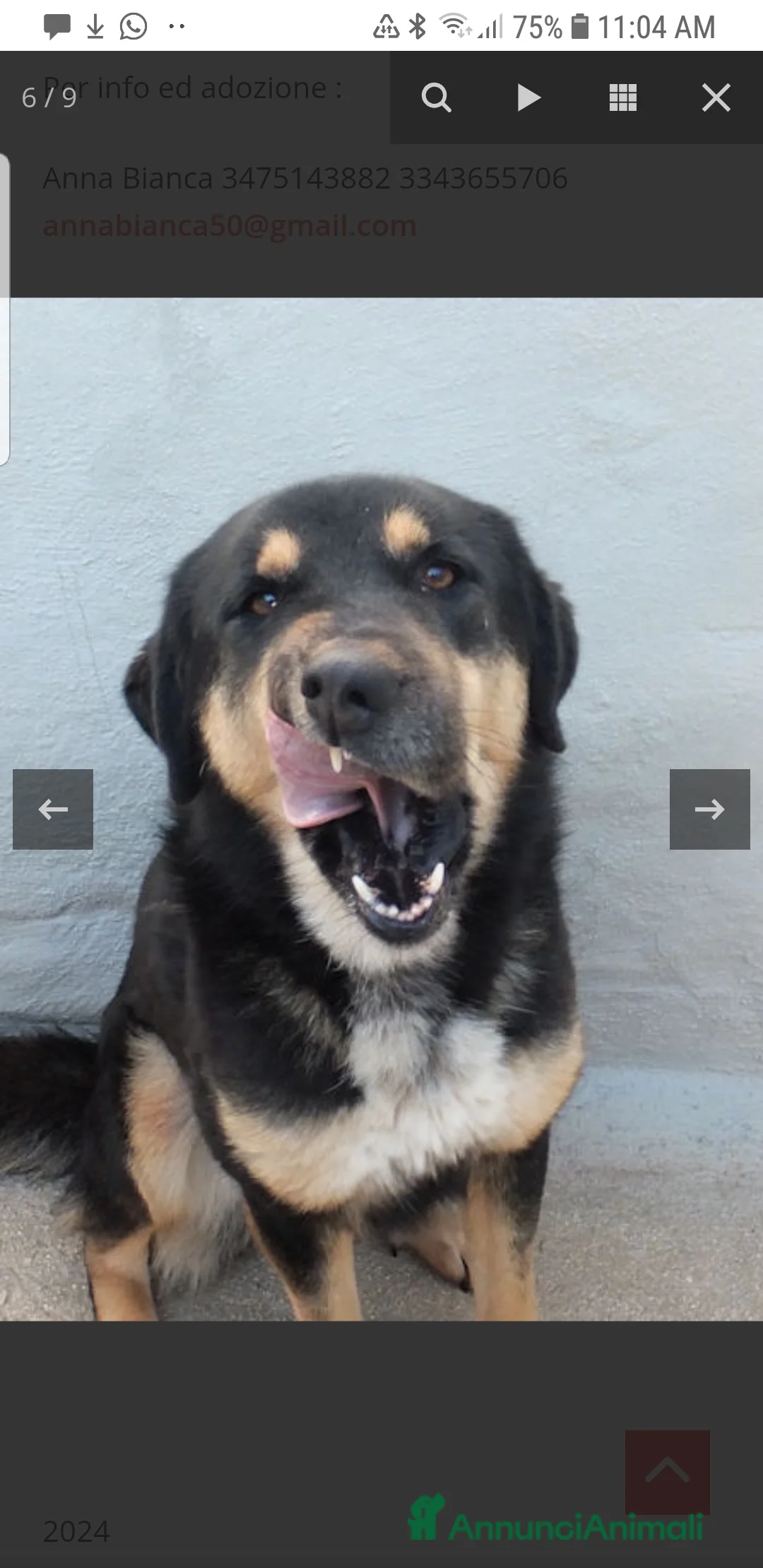 Altre razze cani in regalo: ADOZIONE DEL CUORE PER AFRICA, chiusa in box - Annuncio 2