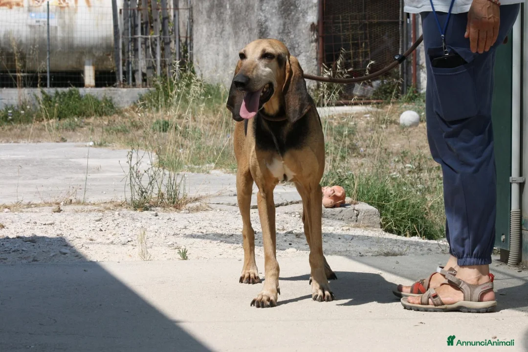 Meticcio cani in regalo: Pippo in adozione - Annuncio 2