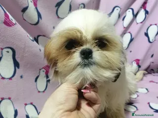Shih Tzu cani Shih Tzu cucciola taglia piccolissima - Annuncio 19