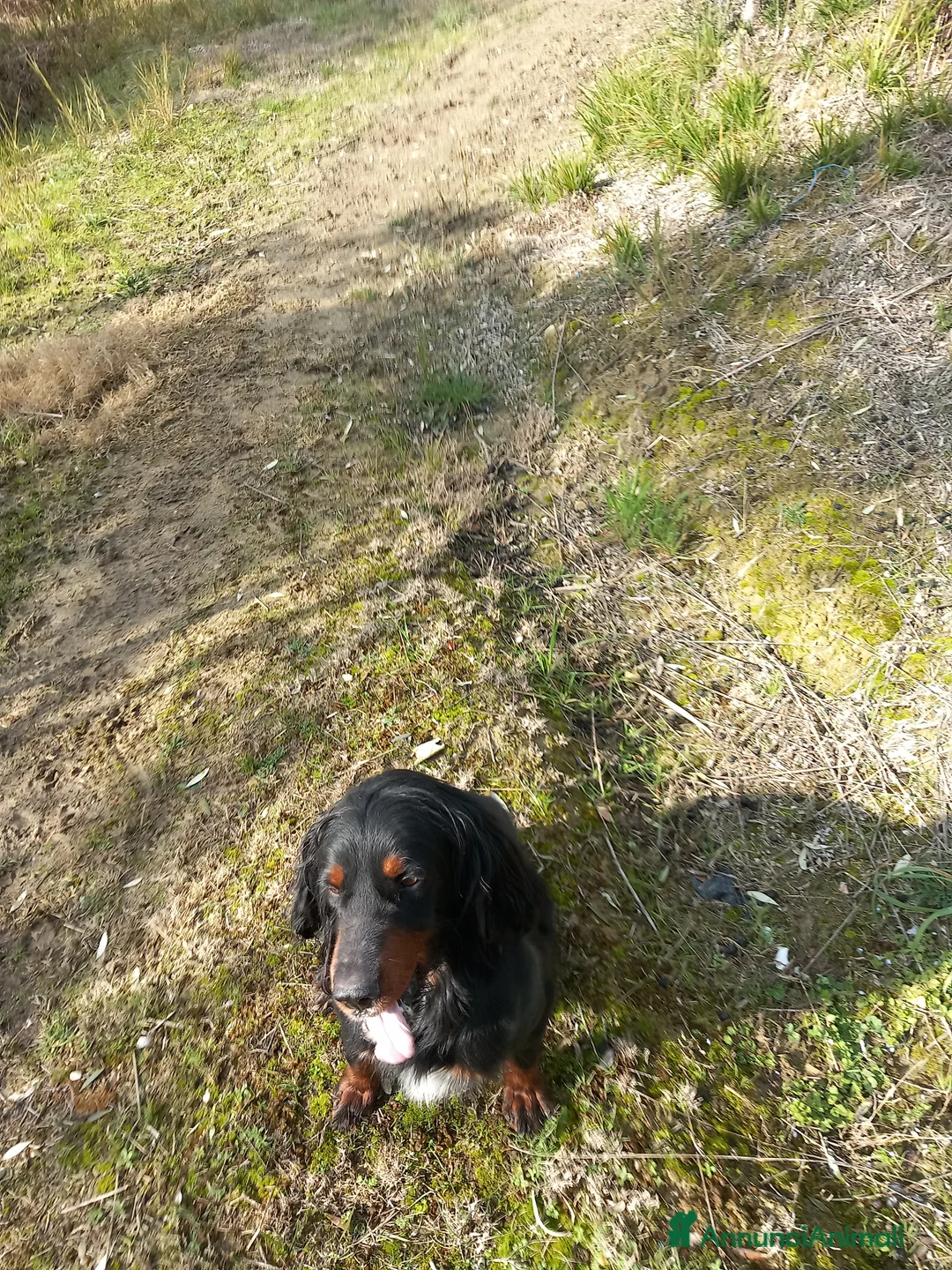Lagotto cani in regalo: Regalo 2 cani maschi  - Annuncio 1
