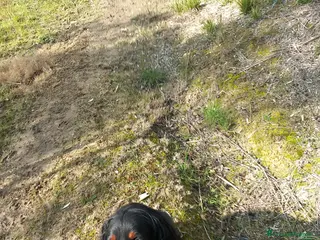 Lagotto cani Regalo 2 cani maschi - Annuncio 4