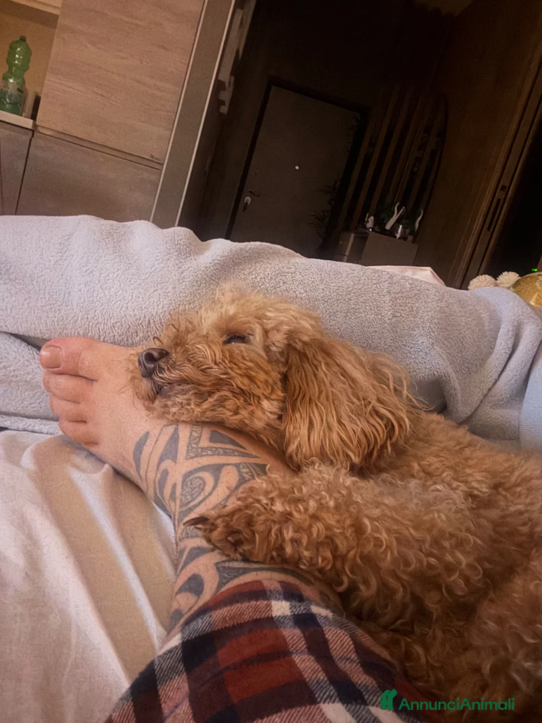 Barboncino Toy cani in regalo: Regalo barboncino  a Provincia di Salerno - Annuncio 2