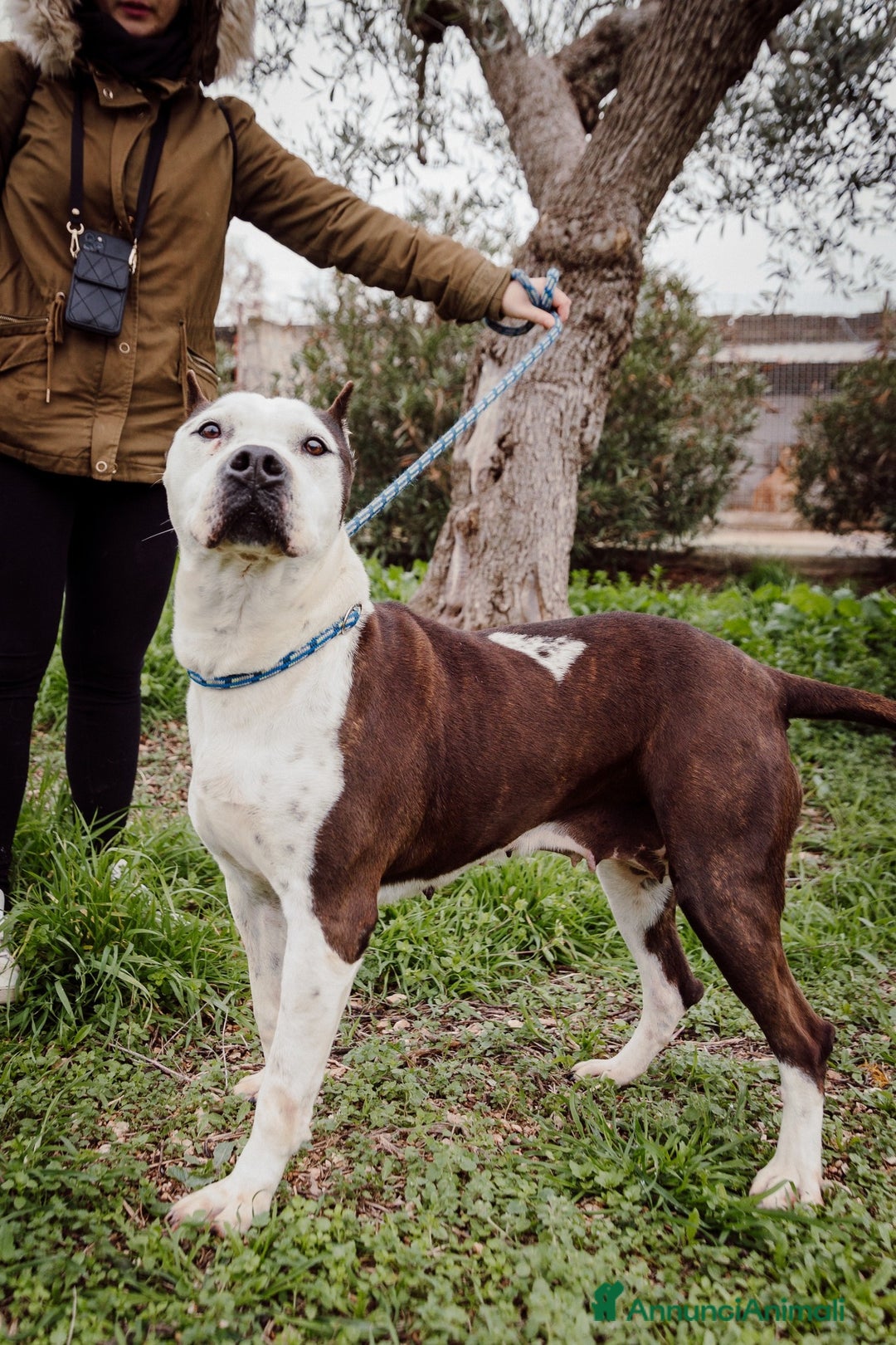 Meticcio cani in regalo: Lo sguardo di Futura chiede solo amore - Annuncio 4