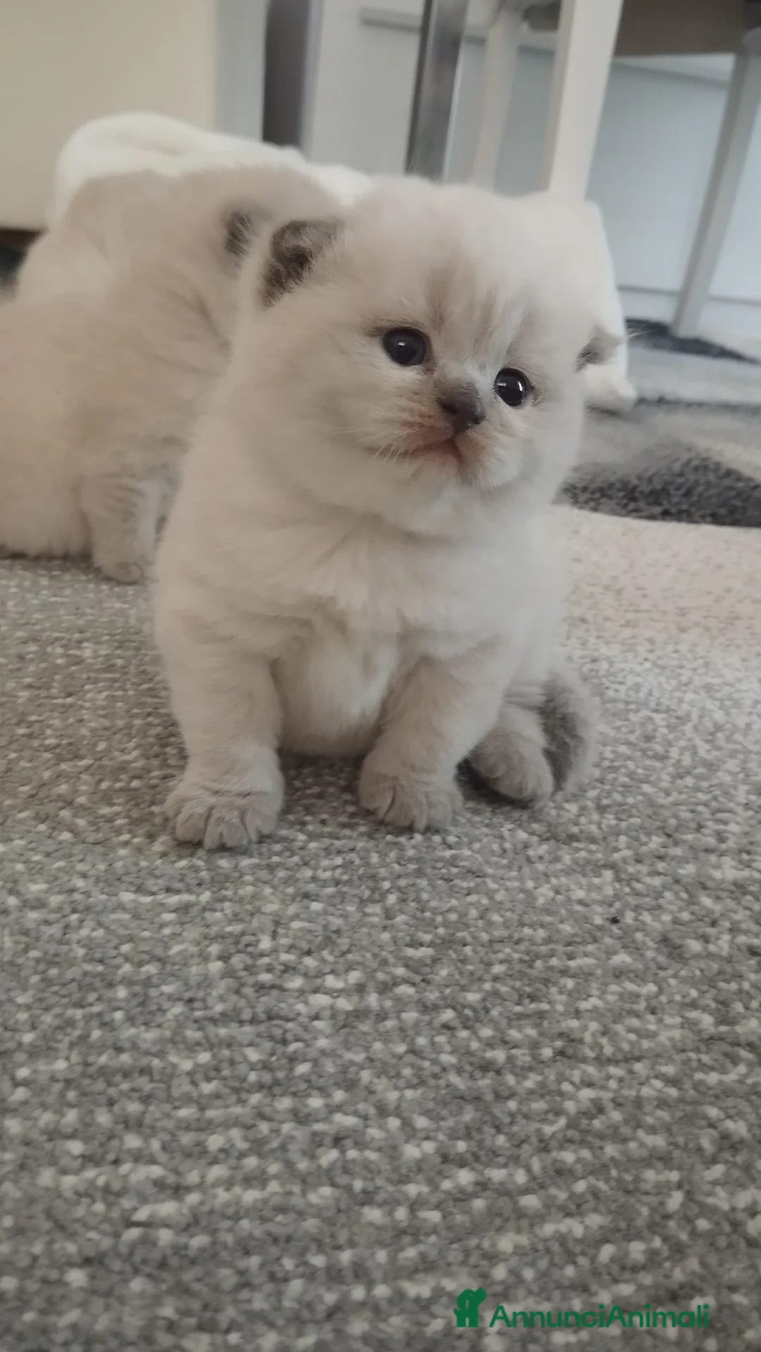 Scottish gatti in vendita: Cuccioli scottish fold e straight  - Annuncio 1