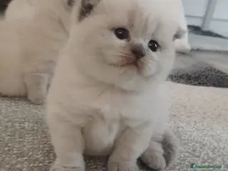 Scottish gatti Cuccioli scottish fold e straight - Annuncio 1