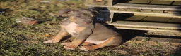 Pitbull cani in vendita: Pit Bull con pedigree anche a rate  - Annuncio 11