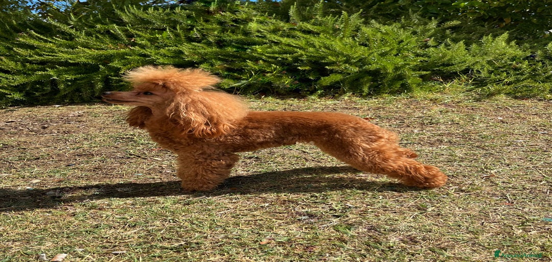 Immagine della galleria {{count}}