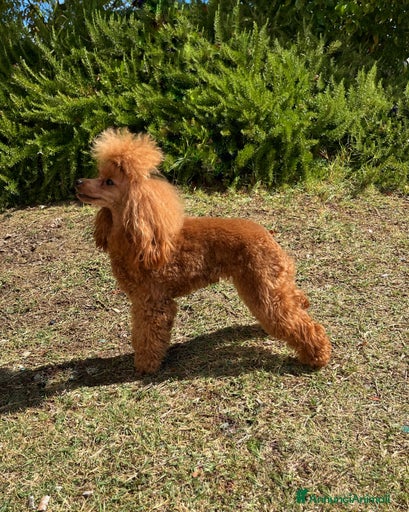 Immagine della galleria {{count}}