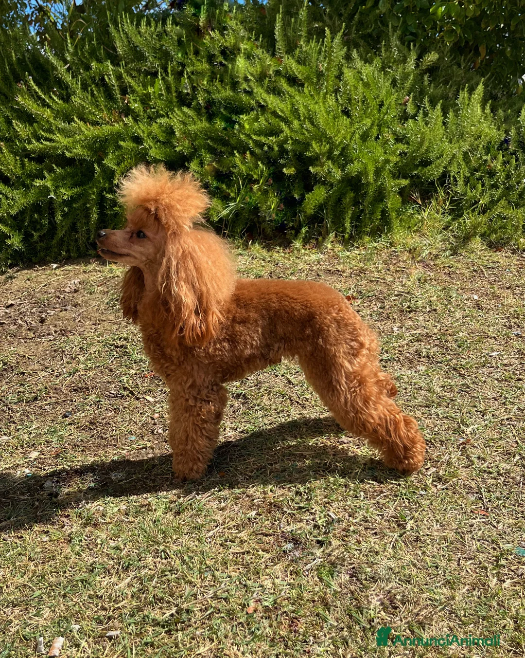 Immagine della galleria {{count}}