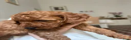 Barboncino cani in vendita: Cuccioli di Barboncino Cioccolatini/red  a Provincia di Barletta-Andria-Trani - Annuncio 5