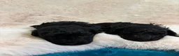 Barboncino cani in vendita: Barboncininnani neri - Annuncio 3