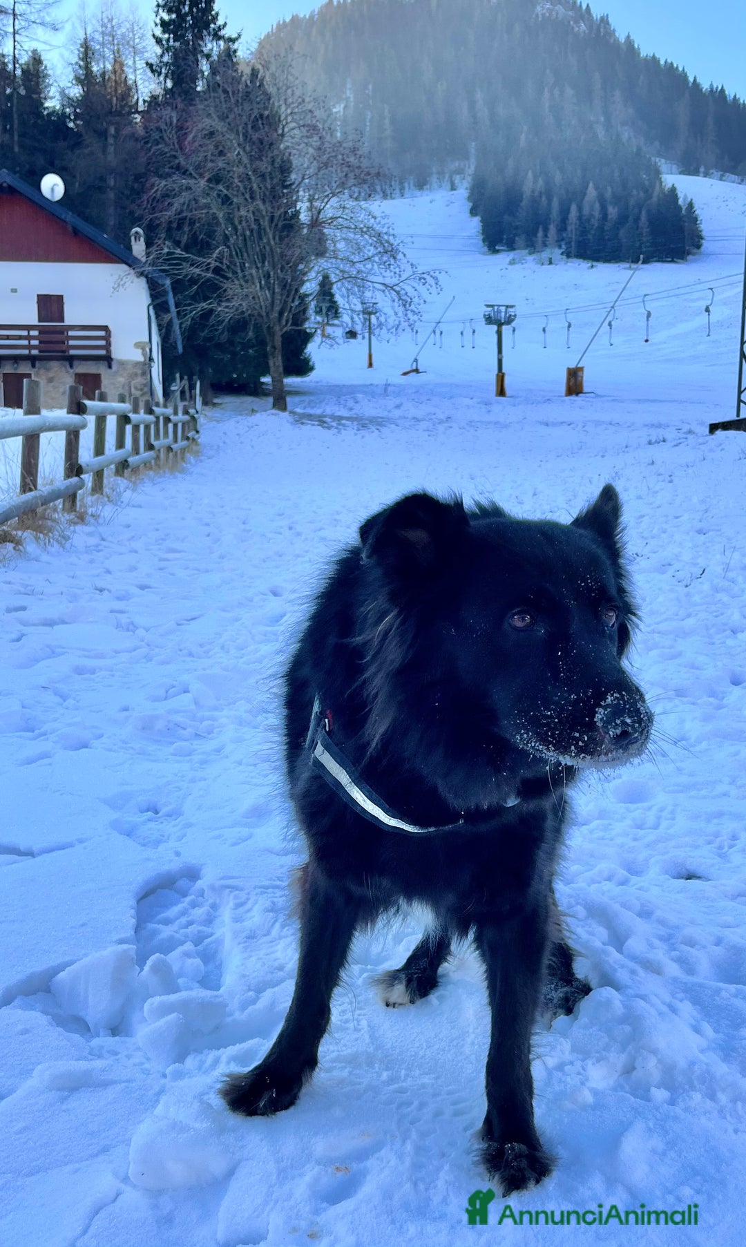 Pastore Belga cani in regalo: Coco incrocio pastore belga cerca casa 🏠  - Annuncio 3