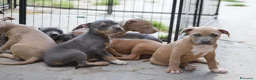 Pitbull cani in vendita: Cuccioli Pit Bull pronta consegna  - Annuncio 4