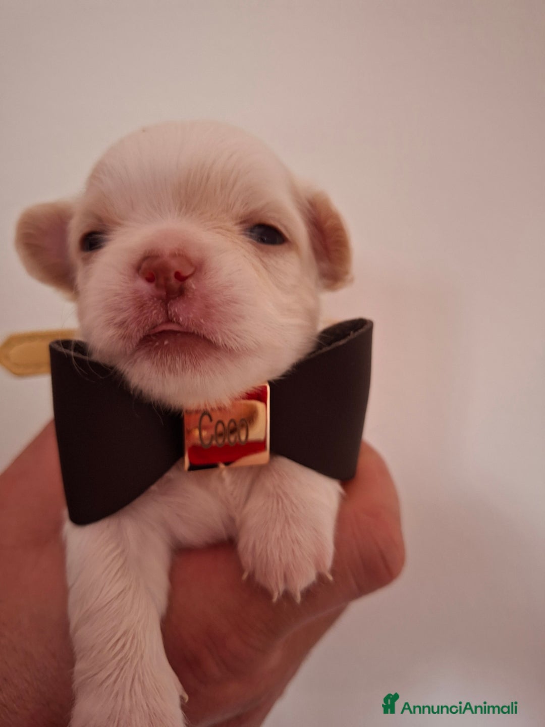 Chihuahua cani in vendita: Chihuahua  - Annuncio 8