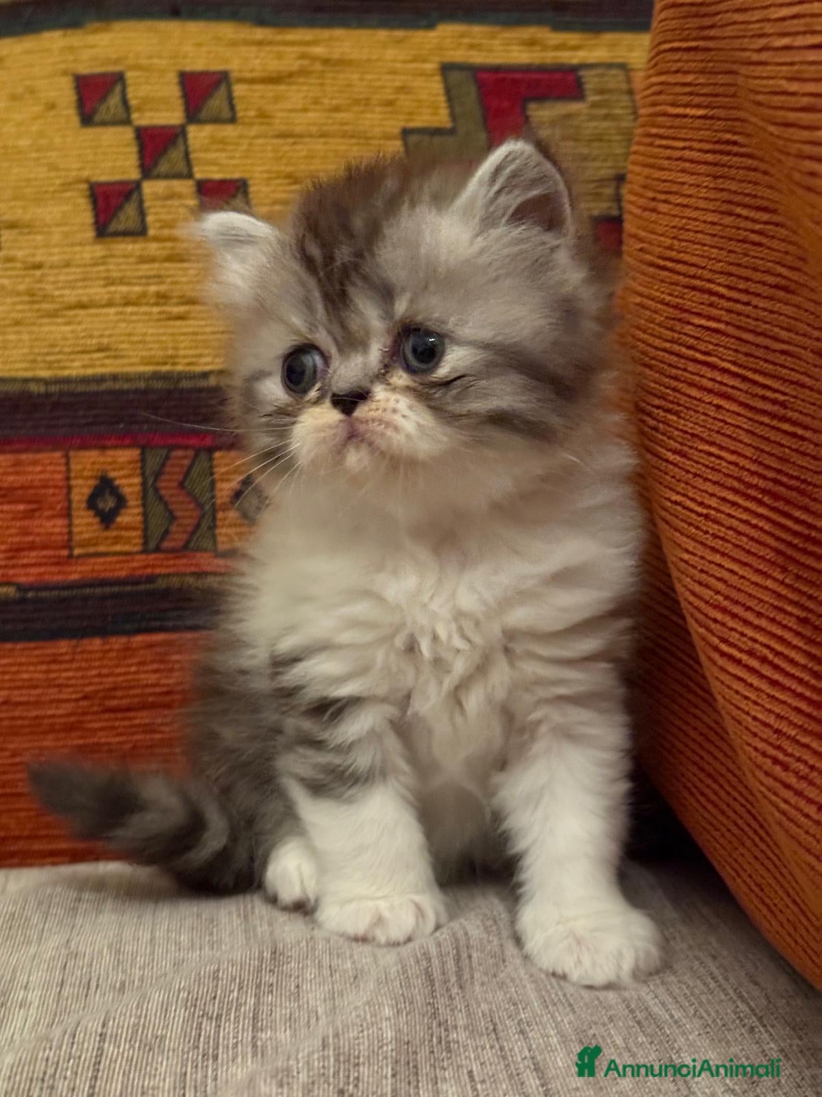 Persiano gatti Gattini persiani  - Annuncio 29