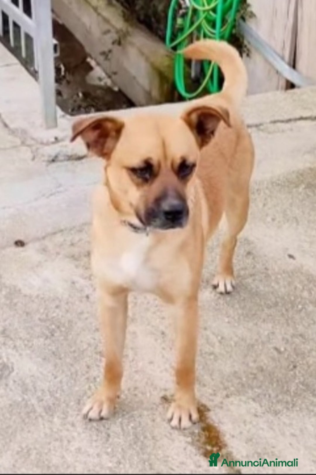 Meticcio cani in regalo: 1anno ADOZIONE DURATA 10GIORNI.TORNATO AL SUD a Città metropolitana di Milano - Annuncio 3