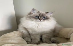 Ragdoll gatti in vendita: Ragdoll kittens  a Provincia di Matera - Immagine 3