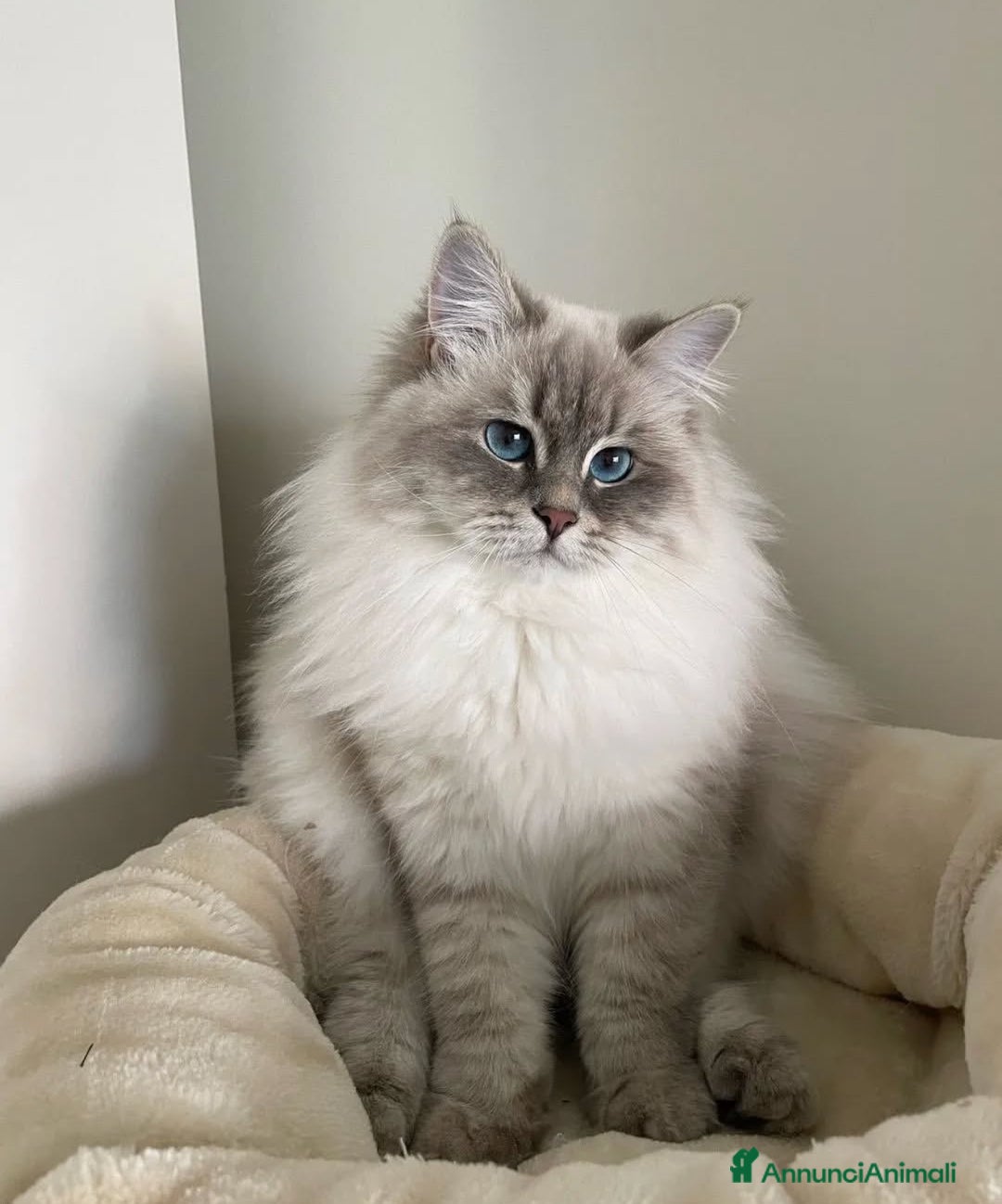 Ragdoll gatti in vendita: Ragdoll kittens  a Provincia di Matera - Immagine 3