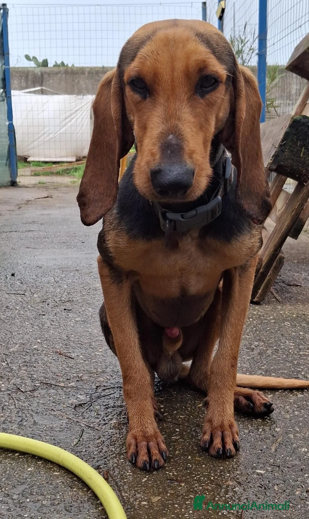 Segugio cani in regalo: BOBO 💙-adozione urgente.Segugio taglia contenuta  - Annuncio 2