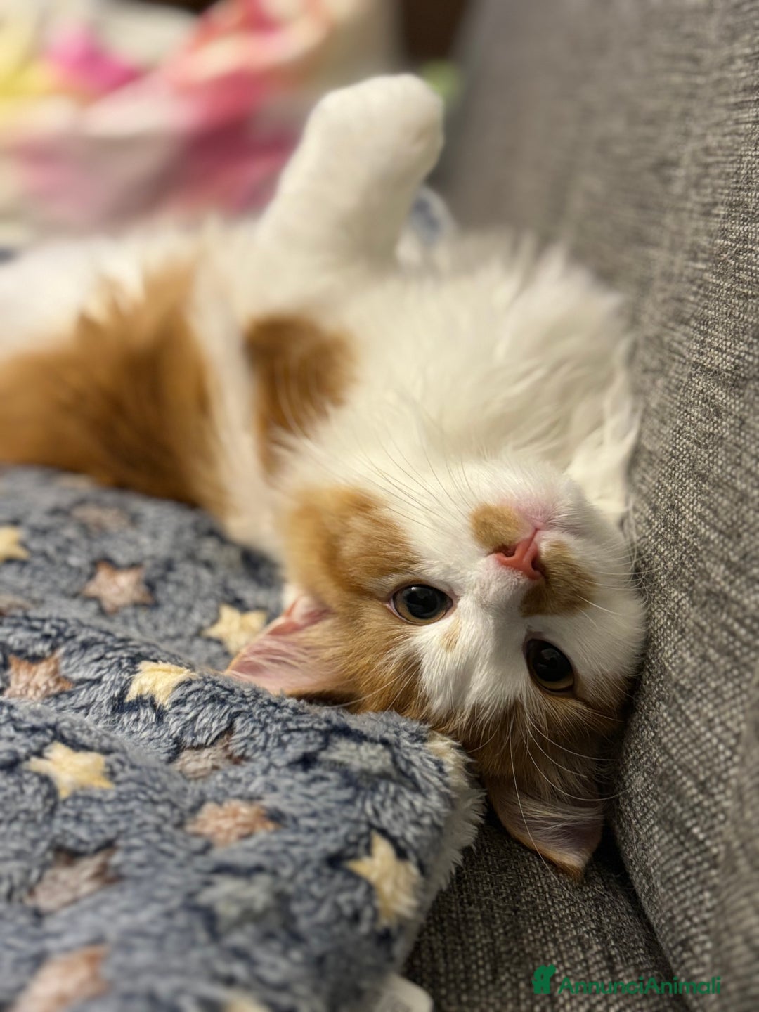 Siberiano gatti in vendita: Alma, bellissima gattina siberiana ipoallergenica - Annuncio 10