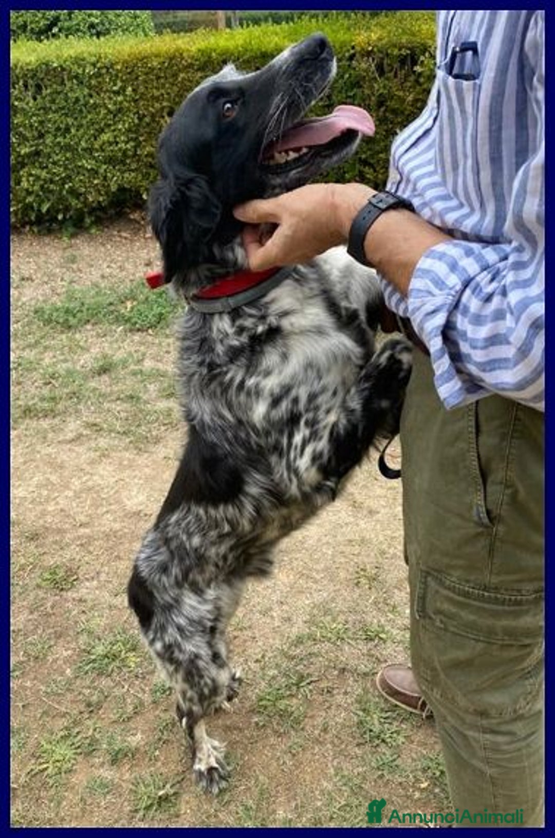 Meticcio cani in regalo: NACHO 7anni e 20kg di gioia di vivere! - Annuncio 7