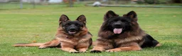 Pastore Tedesco cani in vendita: Allevamento di Terra Scura a Provincia di Salerno - Annuncio 19