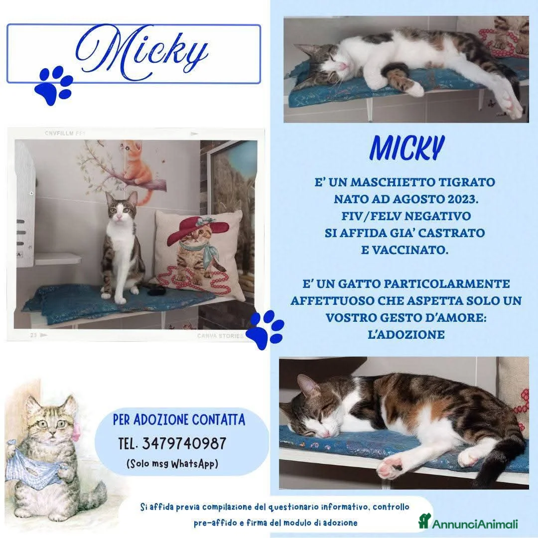 Europeo gatti in regalo: MICKY, affettuoso micio da adottare! - Annuncio 1