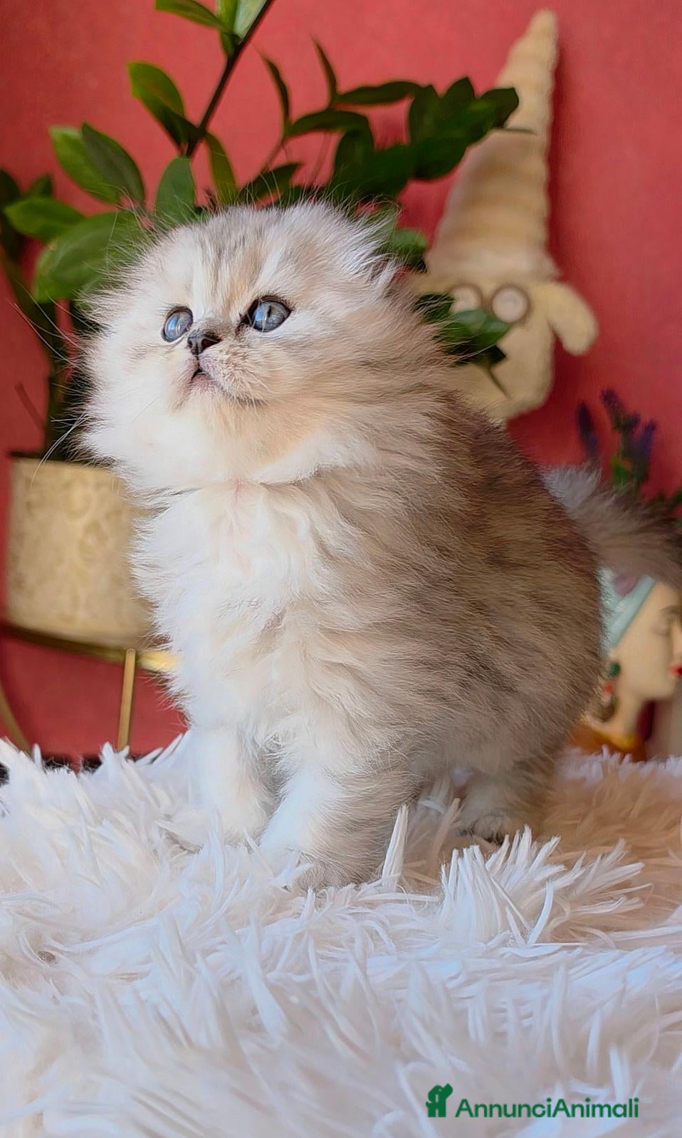Scottish gatti Ultima cucciola scottish fold silver longhair  - Annuncio 2