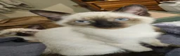 Siamese gatti in vendita: Gattini siamesi - Annuncio 3