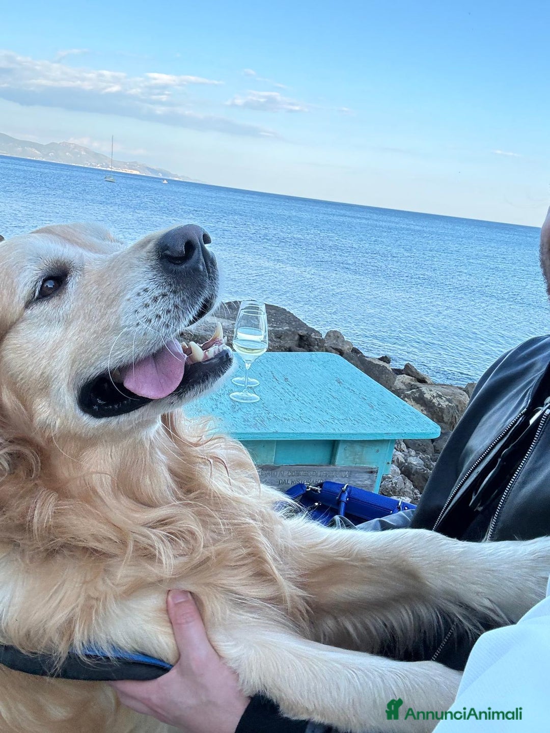Golden Retriever cani per accoppiamento: Gregorio cerca la sua dolce metà 🐶❤️ a Provincia di Frosinone - Annuncio 3