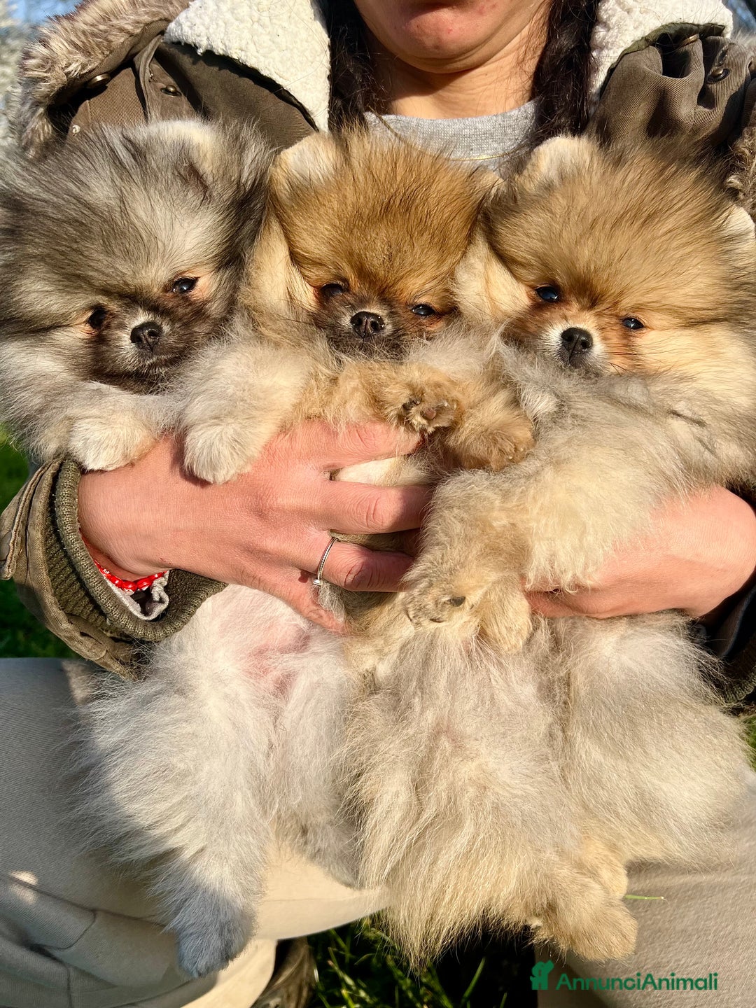 Volpino Pomerania cani in vendita: Disponibili meravigliosi cuccioli di Pomerania  a Provincia di Varese - Immagine 1