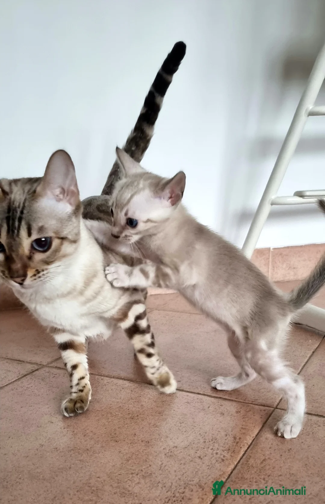 Bengala gatti in vendita: Cucciolo Bengala Snow marble Pedigree  - Annuncio 4