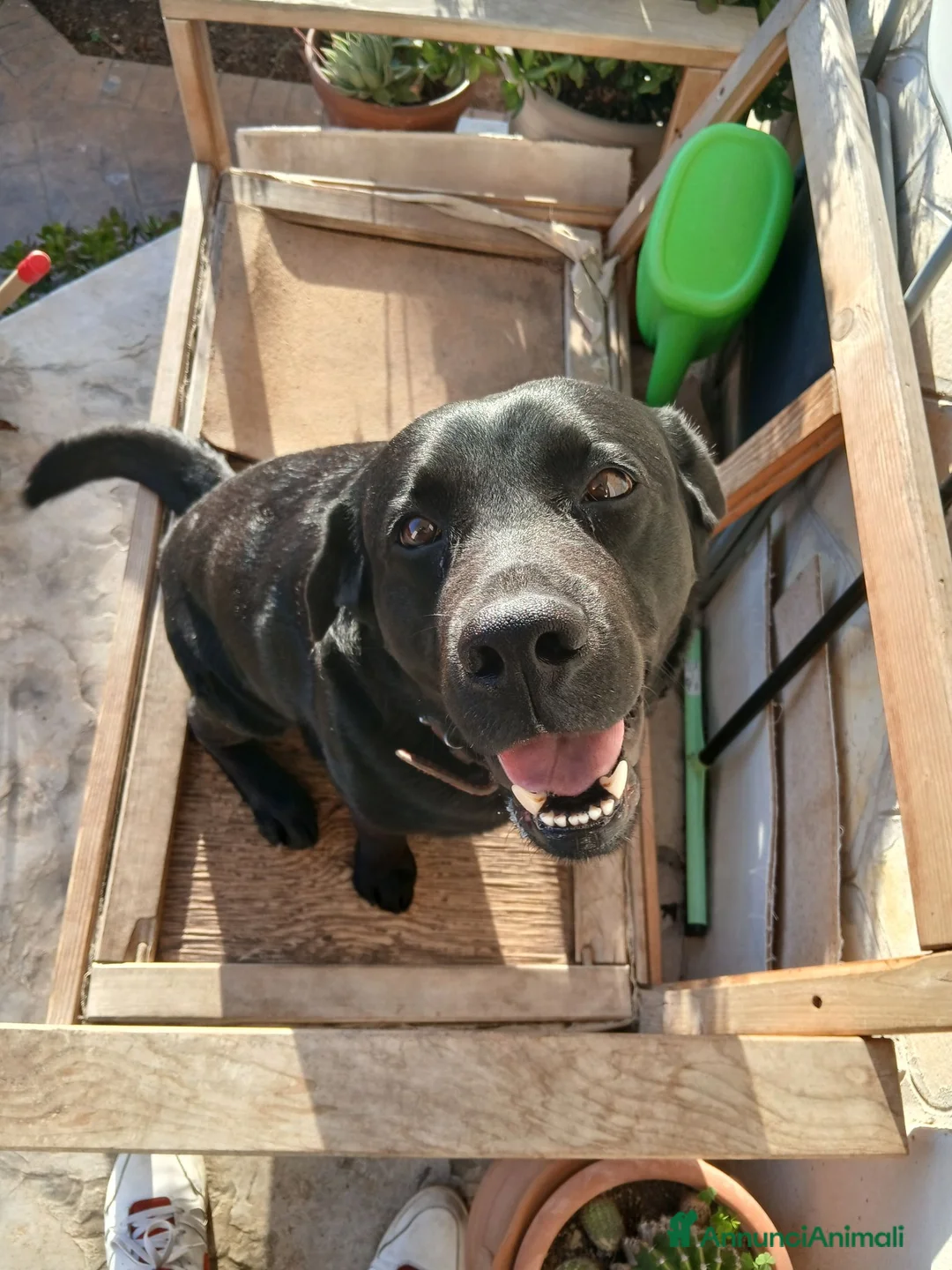 Labrador cani per accoppiamento: Cercasi femmina da monta a Città metropolitana di Roma Capitale - Annuncio 2
