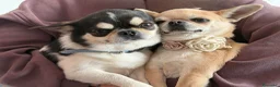 Chihuahua cani in vendita: cuccioli chihuahua - Annuncio 20