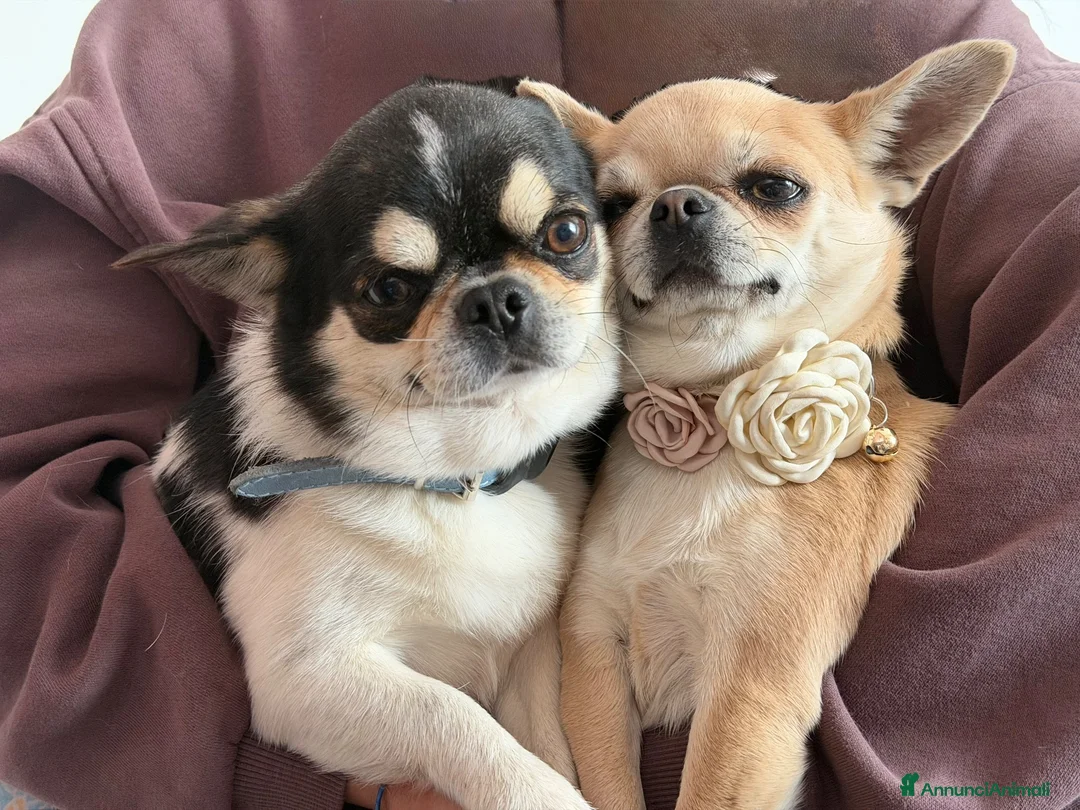 Chihuahua cani in vendita: cuccioli chihuahua - Annuncio 20