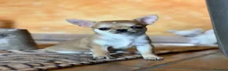 Chihuahua cani in vendita: Cuccioli di chihuahua - Annuncio 4