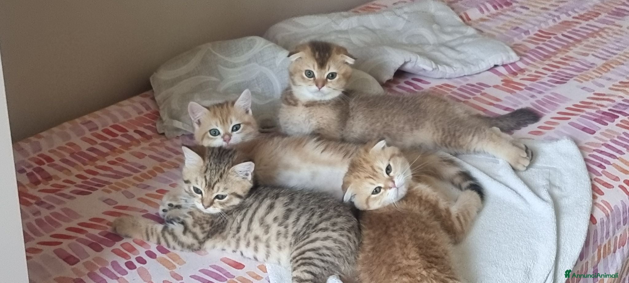 Scottish gatti Cuccioli razza scottish - Annuncio 23