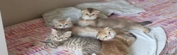 Scottish gatti in vendita: Cuccioli razza scottish straight e fold - Annuncio 1