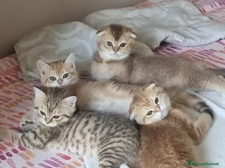 Scottish gatti Cuccioli razza scottish - Annuncio 23