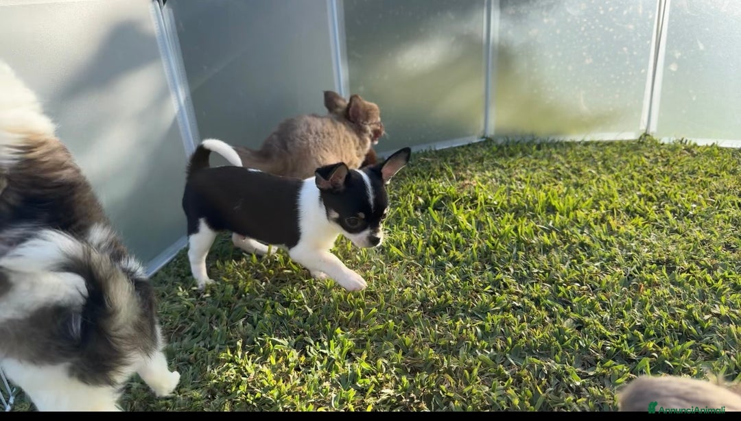 Chihuahua cani in vendita: Cuccioli chihuahua  a Città metropolitana di Milano - Immagine 6