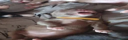 Pitbull cani in vendita: Vendo  - Annuncio 9