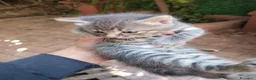 Meticcio gatti in vendita: Gattina grigio-bianca (meticcia) - Annuncio 4