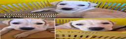 Meticcio cani in regalo: CUCCIOLI SOLI ED ESCLUSI  a Città Metropolitana di Genova - Annuncio 2