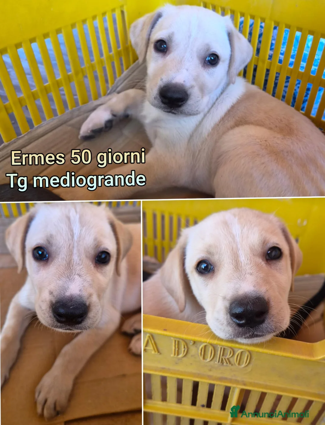 Meticcio cani in regalo: CUCCIOLI SOLI ED ESCLUSI  a Città Metropolitana di Genova - Annuncio 2