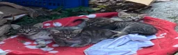 Meticcio gatti in regalo: 4 bellissimi micetti di circa due mesi  - Annuncio 4