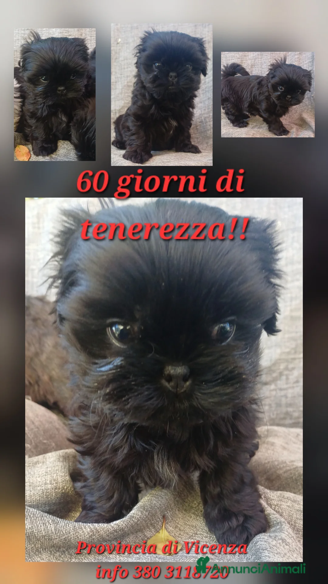 Shih Tzu cani in vendita: Cucciolo shih-tzu shitzu shihtzu con pedigree  - Annuncio 2