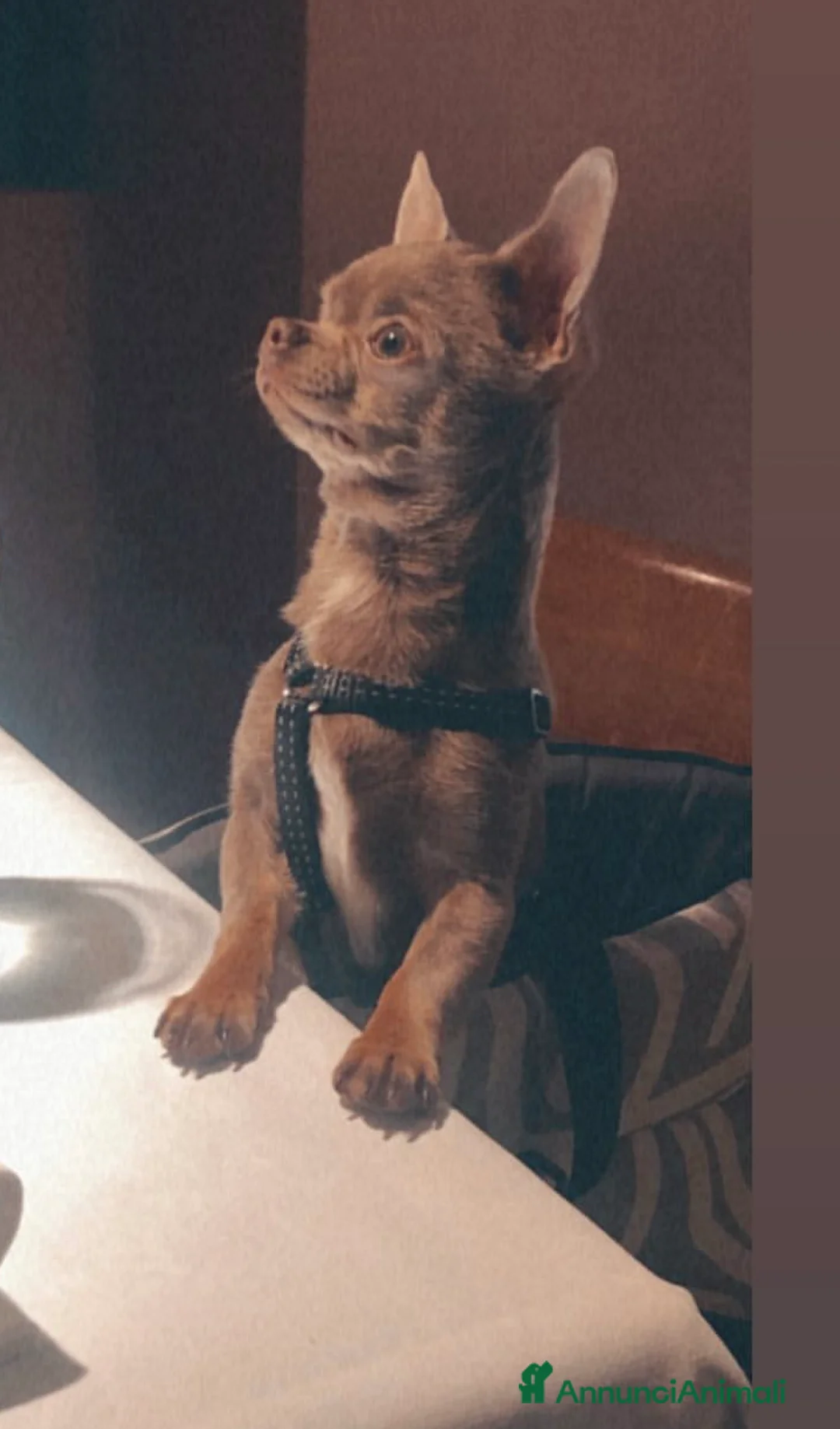 Chihuahua cani per accoppiamento: Chihuahua per accoppiamento  a Città Metropolitana di Milano - Annuncio 6