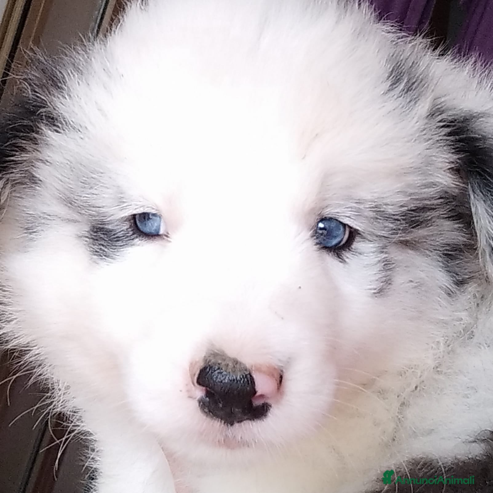 Border Collie cani Cucciolo maschio Border Collie con pedigree ENCI - Annuncio 15