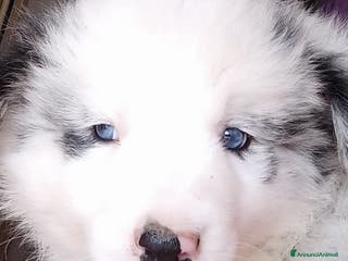 Border Collie cani Cucciolo maschio Border Collie con pedigree ENCI - Annuncio 15