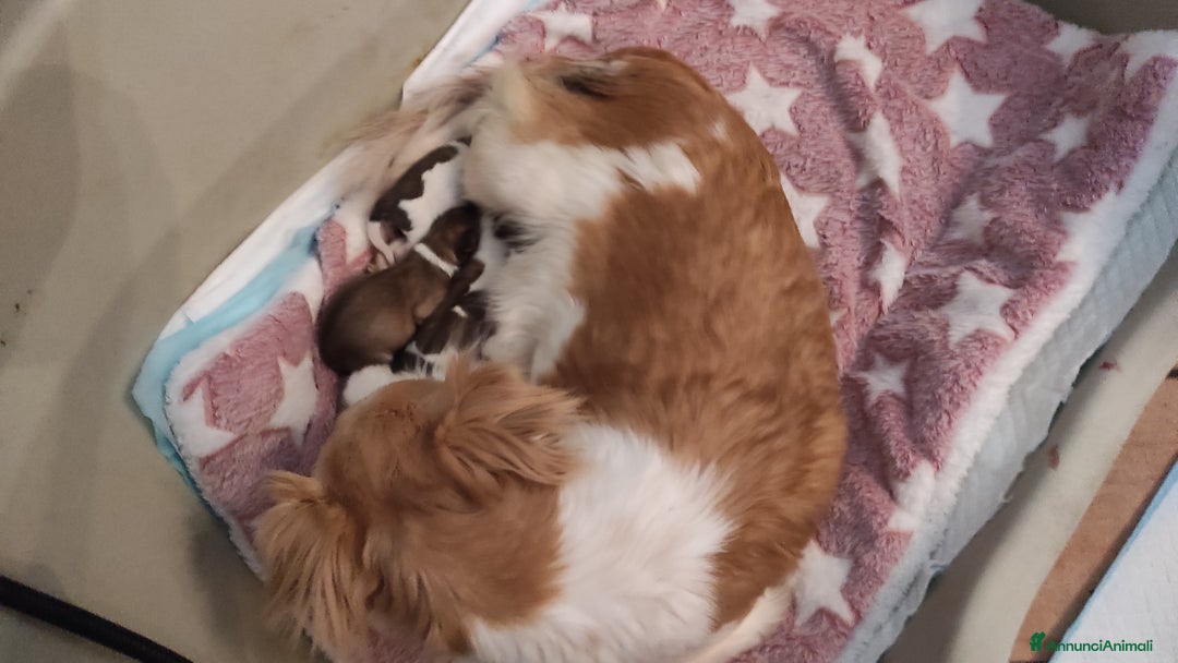 Chihuahua cani in vendita: Cuccioli di Chihuahua a pelo lungo a Viterbo - Immagine 5